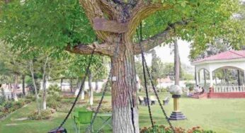 A Banyan Tree Under Arrest From A Century: It Cannot Get Bizarre Than This