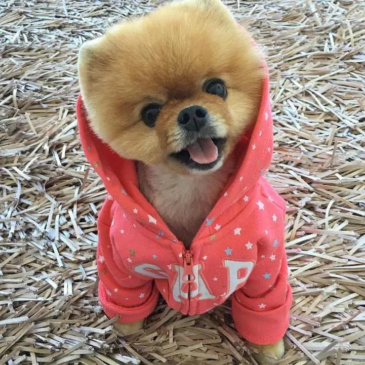 jiffpom teddy