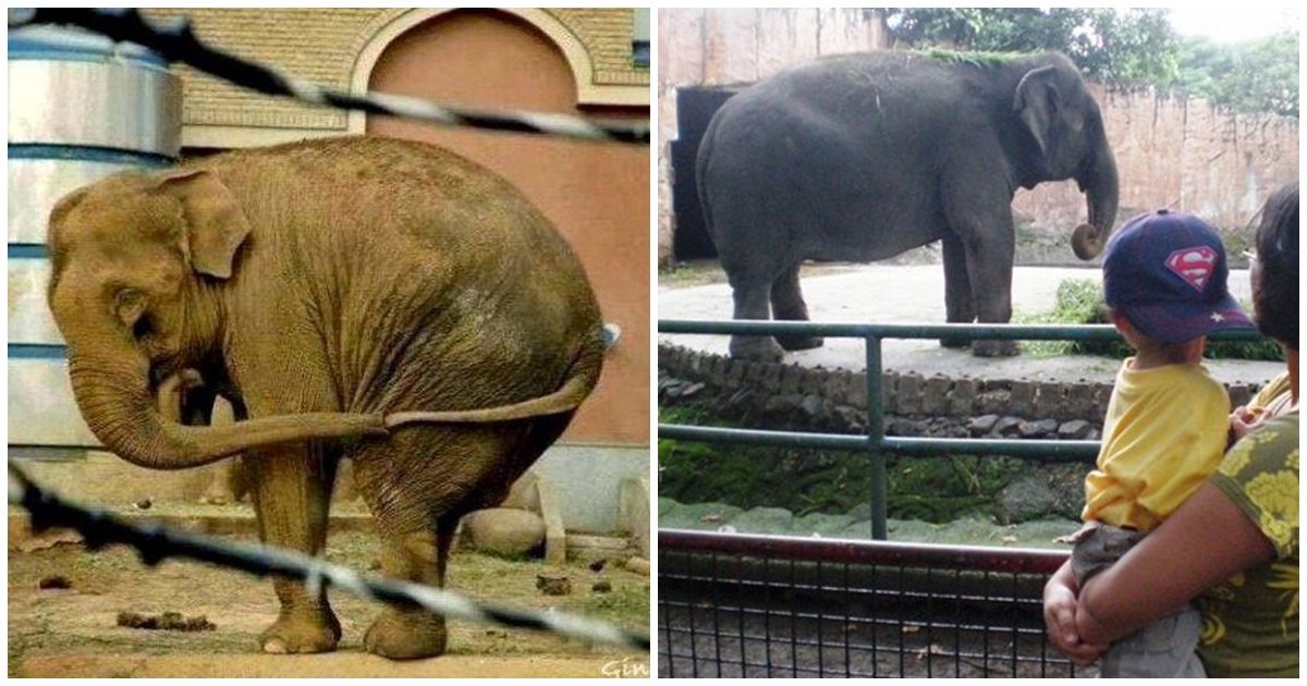 Mali, The Elephant, Sentenced To Life In Solitary Confinement In A Philippines Zoo