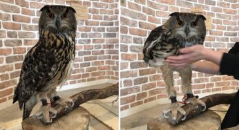 We Are In Shock On Realizing How Long Actually Owl Legs Are