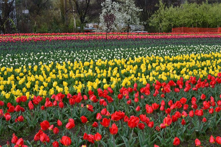 tulip-garden-1