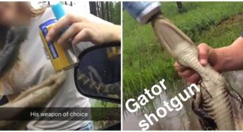 Two Men’s Forcefully Pouring Beer Down The Throat Of A Baby Alligator.