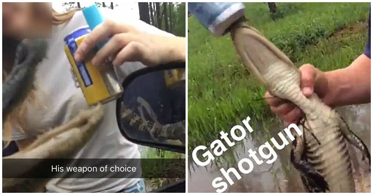 Two Men’s Forcefully Pouring Beer Down The Throat Of A Baby Alligator.