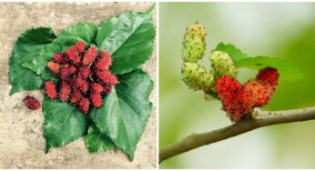 8+ Fantastics Reasons Why You Should Start Eating Mulberry This Summer