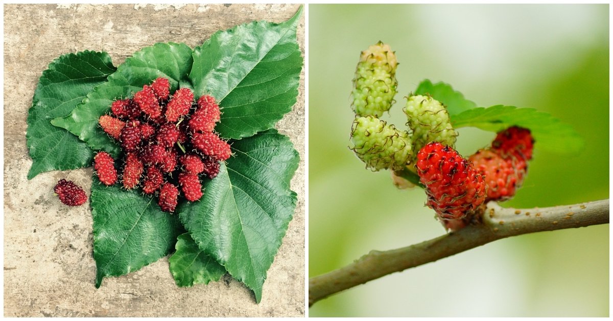 8+ Fantastics Reasons Why You Should Start Eating Mulberry This Summer