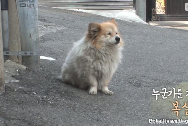 A Stray Dog’s Loyalty Made Him Wait For His Owner For Three Long Years