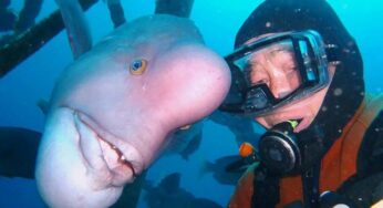 A Japanese Caretaker Of Undersea Shinto Shrine Strikes Lifelong Friendship With A Fish