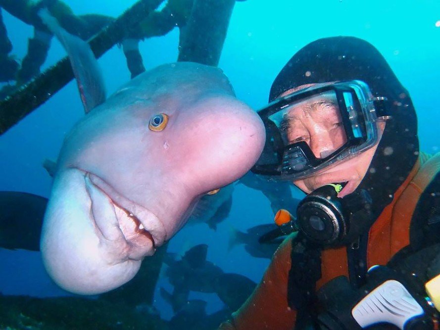 A Japanese Caretaker Of Undersea Shinto Shrine Strikes Lifelong Friendship With A Fish