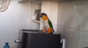 Parrots Hears Favourite Song And He Is All Ready Set To Make “A Laugh Buster”