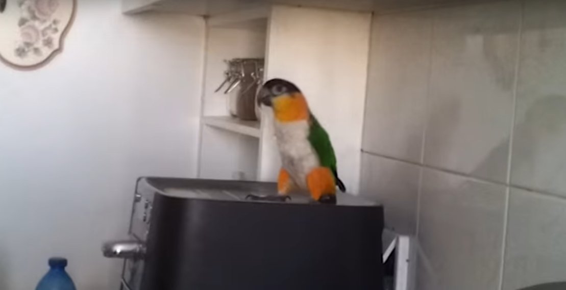 Parrots Hears Favourite Song And He Is All Ready Set To Make “A Laugh Buster”