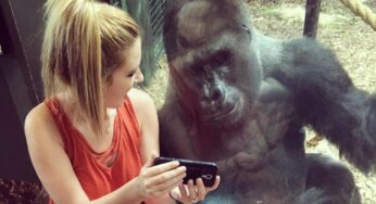 Woman Gets Gorilla Interested By Showing Videos Of Baby Gorillas