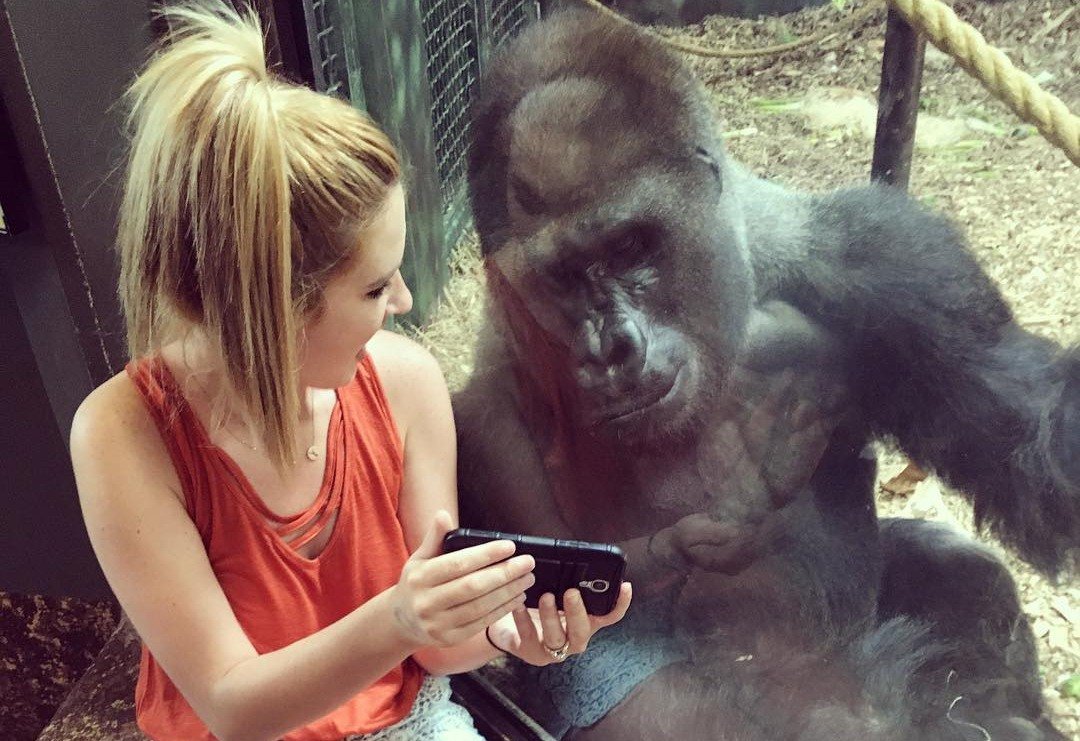 Woman Gets Gorilla Interested By Showing Videos Of Baby Gorillas