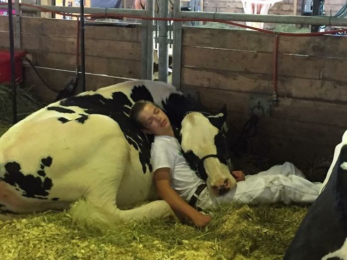 Tired Boy & His Cow Fall Asleep At Dairy Fair “Awwww…’s” The Internet