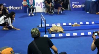 WATCH: A hare and tortoise race to the finish line. You won’t believe who actually won!