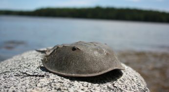 Horseshoe Crab Blood, An Elixir Of Life