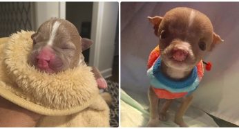 Animal Lover Nurses The Newborn Pit Bull Pup With Cleft Lip, Instead Of Putting Her To Sleep