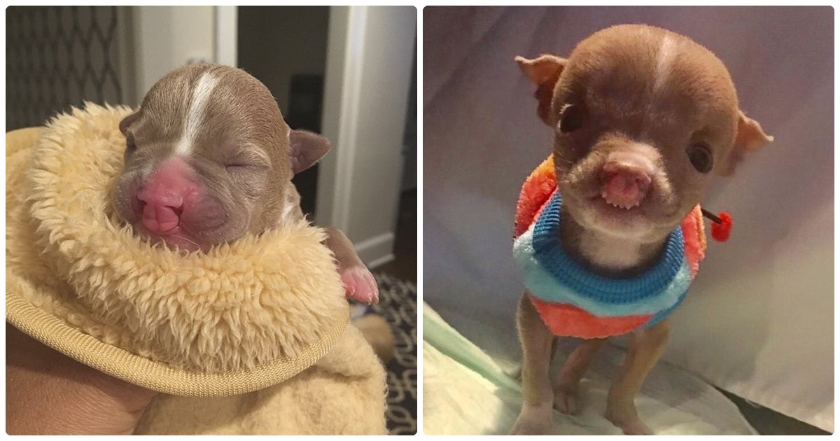 Animal Lover Nurses The Newborn Pit Bull Pup With Cleft Lip, Instead Of Putting Her To Sleep