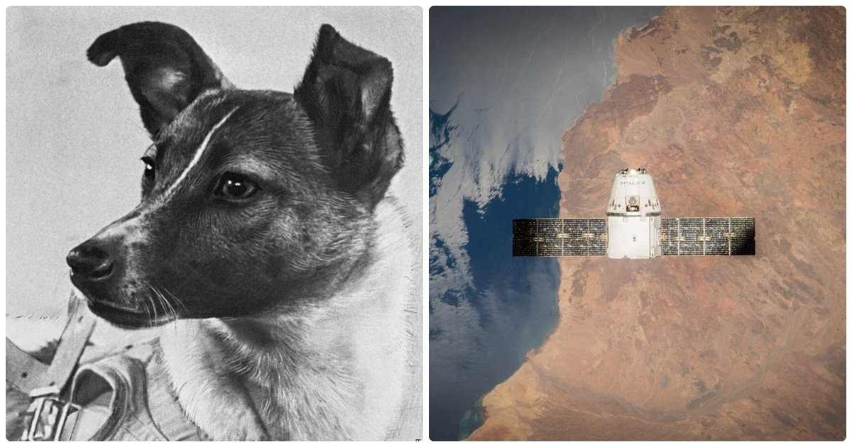 It’s The Dogs That Laid The Foundation For Sending Men And Women Into Space