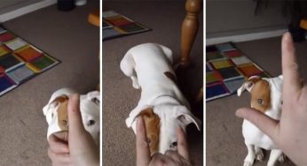 This 10-Month-Old Deaf Terrier Puppy Has Mastered The Sign Language