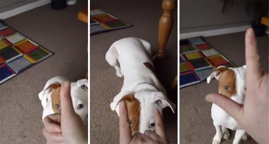 This 10-Month-Old Deaf Terrier Puppy Has Mastered The Sign Language