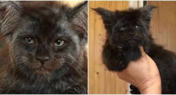 Incredible Human-like Face Of This Cat Gives One The Creeps