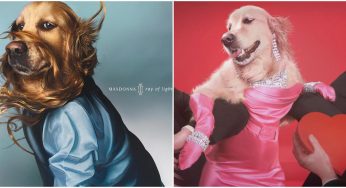 Fashion Photographer Recreates Madonna’s Iconic Pics And Album Covers Using His Dog As A Model