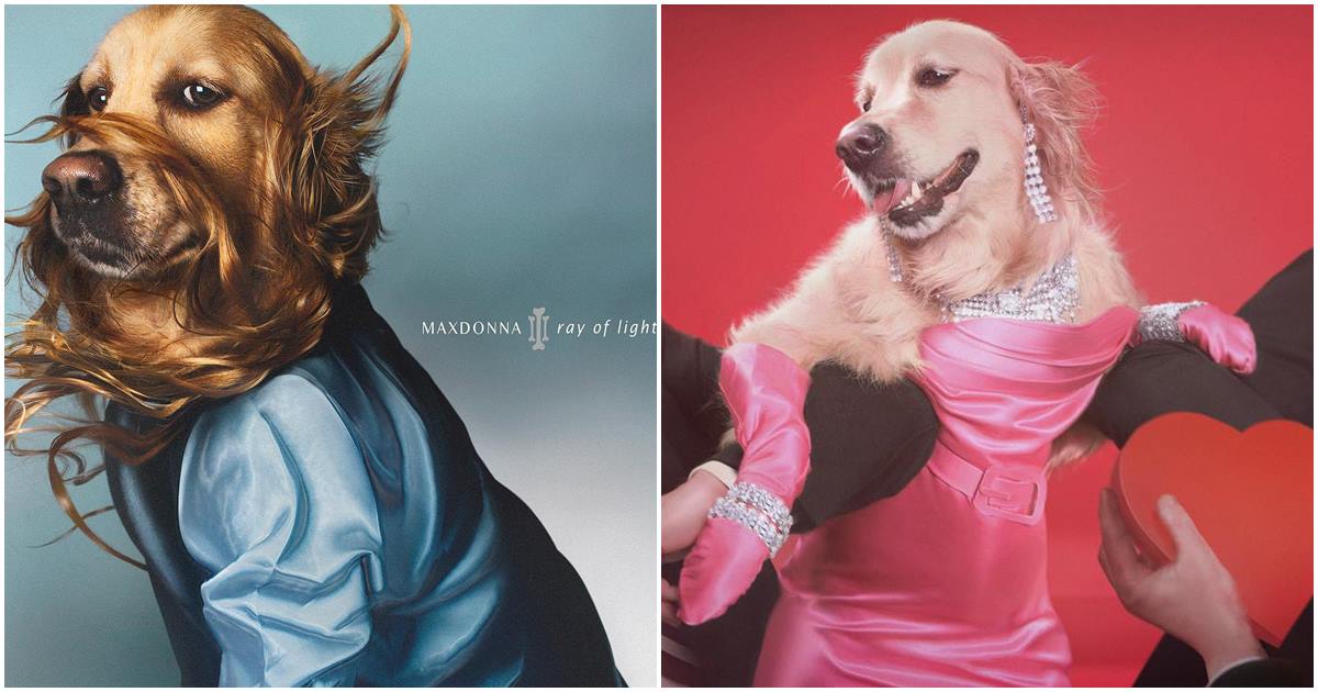 Fashion Photographer Recreates Madonna’s Iconic Pics And Album Covers Using His Dog As A Model