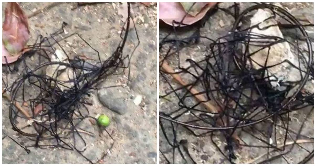 Is This Writhing Mass Of Wire-Like Creature An Alien Being?