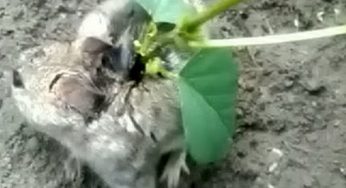 Shocking Video Of A Rat With Plant Growing Out Of It’s Back