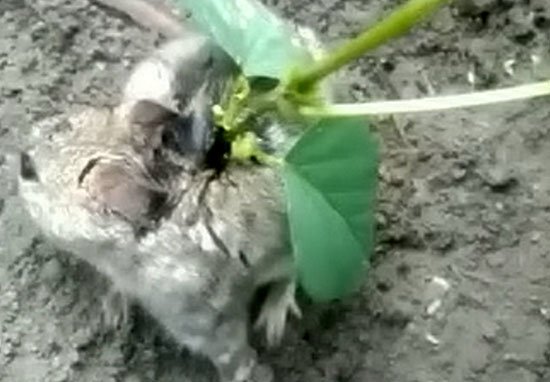 Shocking Video Of A Rat With Plant Growing Out Of It’s Back