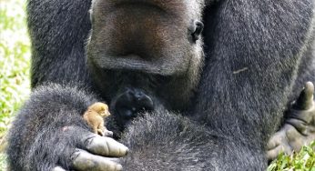 A Tiny Bush Baby Scurrying On A Dominant Gorilla’s Fur Surprises All