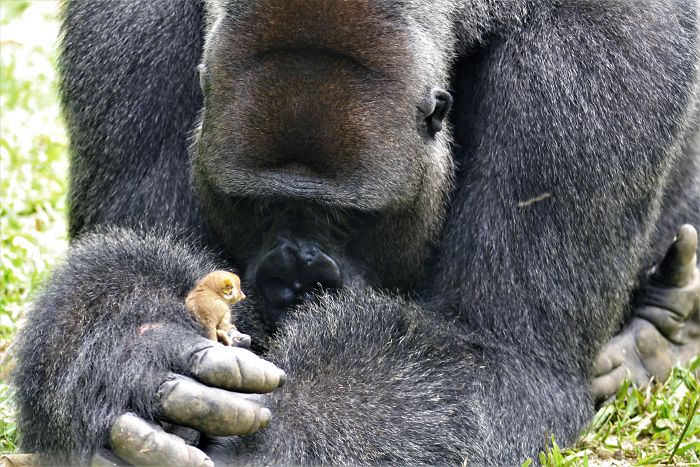 A Tiny Bush Baby Scurrying On A Dominant Gorilla’s Fur Surprises All