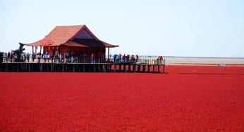 Get A ‘Red-Carpet Treatment’ At Panjin Red Beach In China