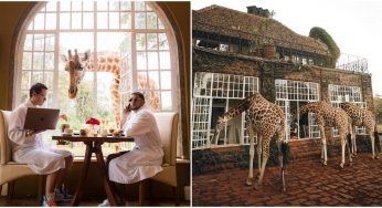 ‘The Giraffe Manor’ A Mansion Where Giraffes Stick Their Heads Into The Windows To Be Fed By Humans