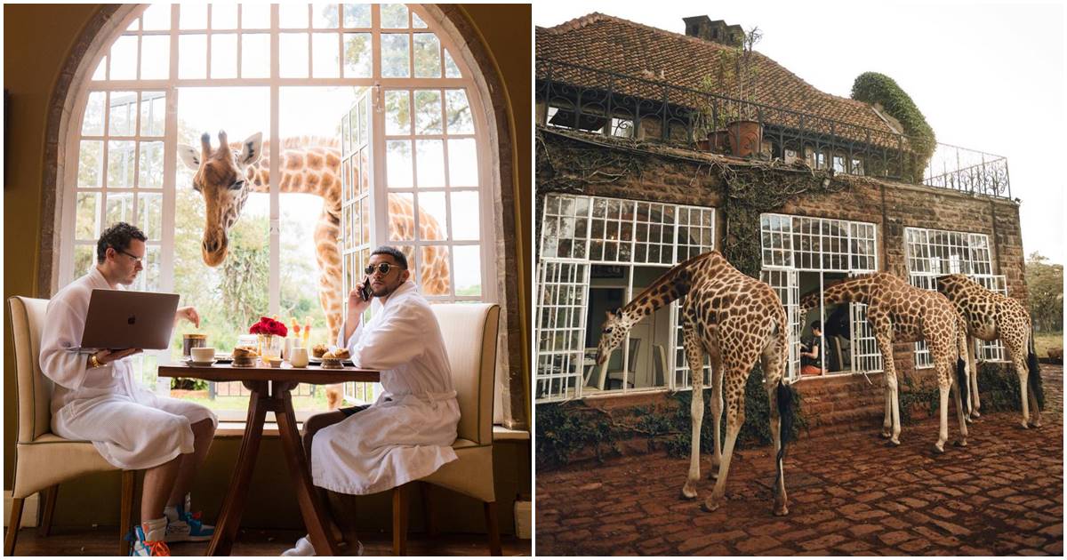 ‘The Giraffe Manor’ A Mansion Where Giraffes Stick Their Heads Into The Windows To Be Fed By Humans