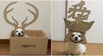 Cosplaying With Cardboard Cut-Outs This Cute Dog Is Winning The Hearts With Hilarious Depictions