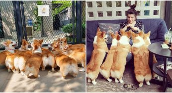 Thai Café Owner Attracts Customers With Her Corgi Dogs – All 12 Of Them