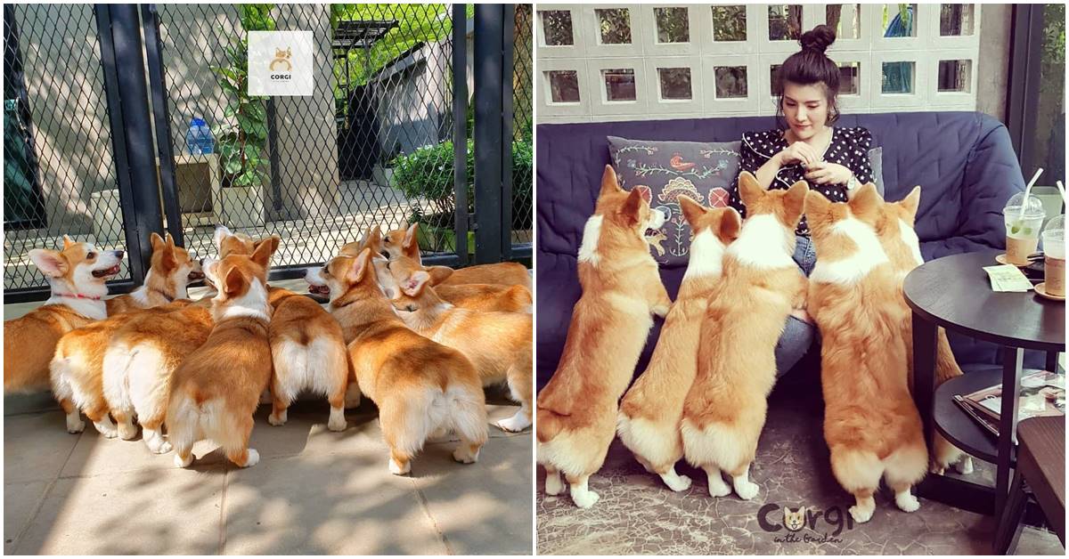 Thai Café Owner Attracts Customers With Her Corgi Dogs – All 12 Of Them