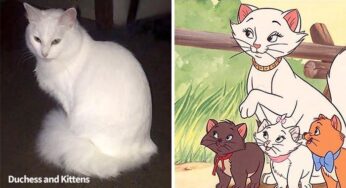 Adorable Kittens Owned By This Woman Look Like The Cast Of A Disney Animated Movie Of The 70s