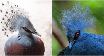 The Amazingly Beautiful Victoria Crowned Pigeon Is The Largest Surviving Species Of Pigeon On Earth