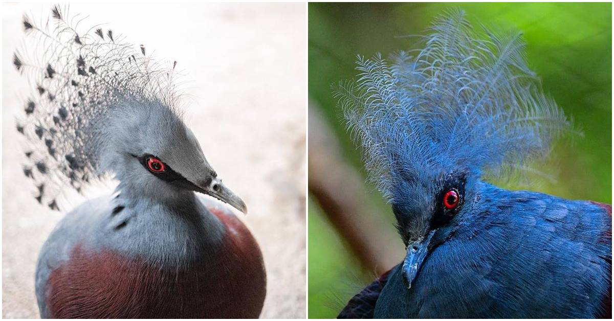 The Amazingly Beautiful Victoria Crowned Pigeon Is The Largest Surviving Species Of Pigeon On Earth