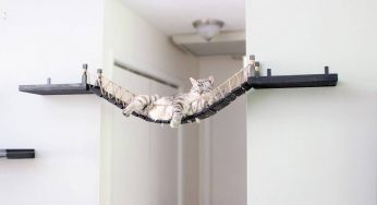 Your Pet Cat Will Simply Love To Perch On This Hanging Rope Bridge