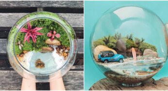 Spanish Woman With A Green Thumb Creates Beautiful Self-Sustaining Terrariums