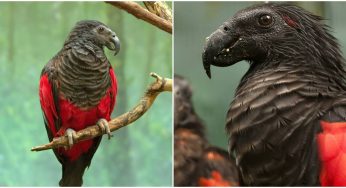 Meet The Dracula Parrot The Mesmerizing Bird Of The New Guinea