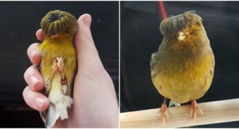 Golster Canary Mimics Beatles’ Hairstyle To Become A Social Media Sensation