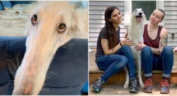 Dog With 12-Inch Snout Is Aiming For The World Record