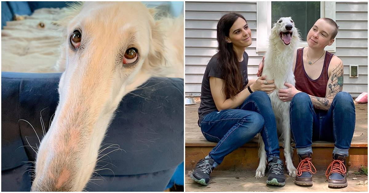 Dog With 12-Inch Snout Is Aiming For The World Record