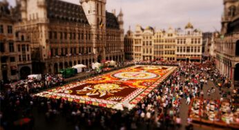 Time-Lapse Technology Captures The Sheer Beauty Of Flower Carpet Comprising A Million Begonias