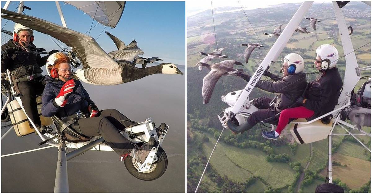 ‘Birdman’ Takes Tourists On Microlight Flight To Give A Thrill Of Flying With The Geese