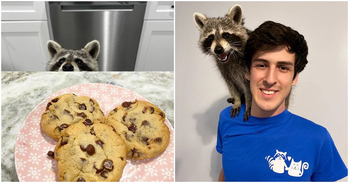 Tito, The Adorable Pet Raccoon, Entertains Viewers With His Antics On YouTube